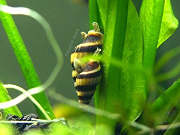 5 Live Assassin Snails (Clea helena - 1/2 to 1 Inch) - Removes All Pest Snails! by Aquatic Arts