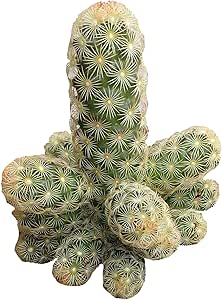 Mammillaria Elongata Golden Stars Cactus Lady Fingers Cactus (4 inch)