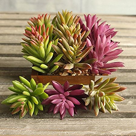 Supla 9 Pcs faux succulents unpotted Vinyl Artificial Succulent Galanthus Cactus Plants Artificial Plants 3 Colors fake succulents Flower Arrangement Craft Making