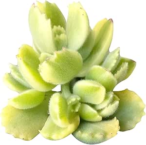 Variegated Cotyledon Bear Paw Rare Succulent 4 inch | Healthy Live Succulent