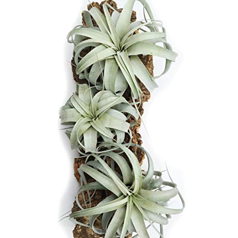 3 Pack of Large Xerographica Air Plants - 5 to 7 Inches Wide - Free Air Plant Care Ebook By Jody James