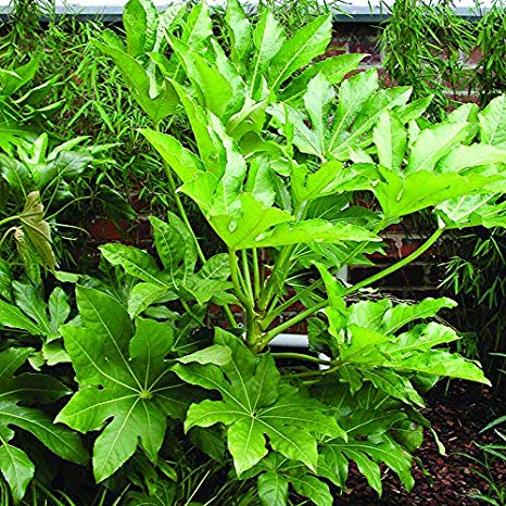 YouGarden Hardy Evergreen Fatsia Japonica Plant, 4 Litre Pot