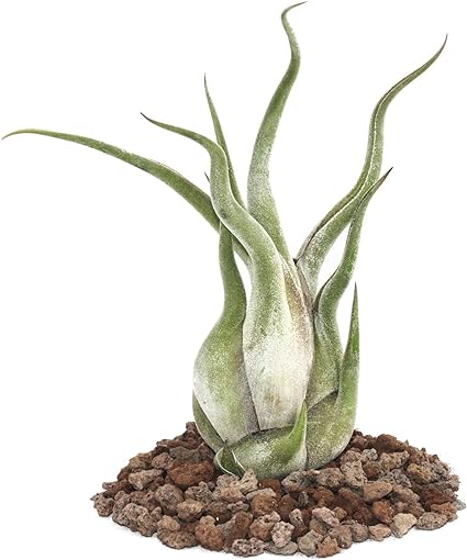 Tillandsia Caput-Medusae - Loose Plant - Large