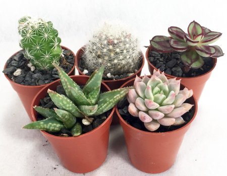 Instant CactusSucculent Collection - 5 Plants - 175 pots