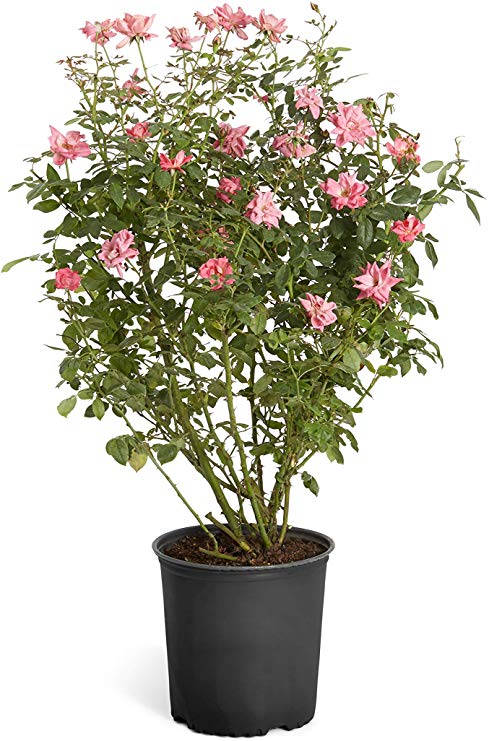 Double Pink Knock Out Rose - 2 Gallon Shrub - Developed Plants for Instant Blooms, Not Tiny Quarts, Seedlings or Seeds | Cannot Ship to AZ