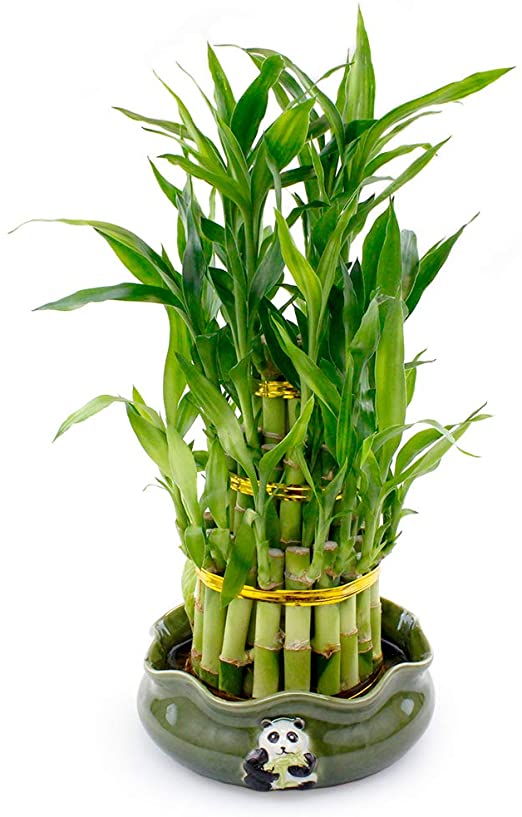 Live Lucky Bamboo 3 Tier Tower with Colorful Decorative Pot - 4, 6, and 8 Inch Lucky Stalks Indoor House Plant for Good Luck, Fortune, Feng Shui and Zen (Green Panda)