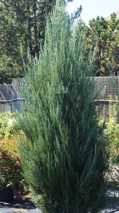 Sandys Nursery Online Juniper 'Skyrocket' Shrub/Evergreen Fast Grower! 4 inch pot with soil.
