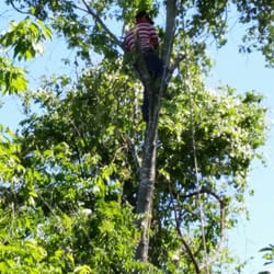 Oscar Ponce Tree Service