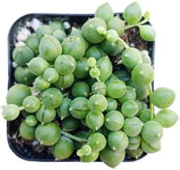 String of Pearls 2 inch | Healthy Succulent String Live Easy Care Indoor House Plant, Fully Rooted in 2/4/6 inch Sizes