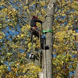Hector Tree Service & Landscaping