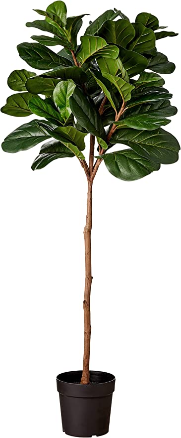 Amazon Brand - Stone & Beam Artificial Fiddle Leaf Fig Tree with Plastic Nursery Pot, 5.2 Feet (62 Inches) / Large, Indoor