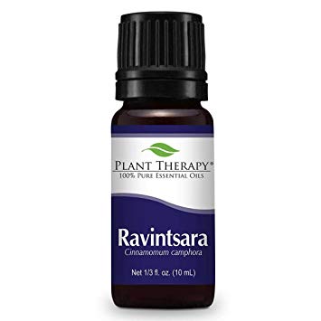 Plant Therapy Ravintsara Essential Oil 10 mL (1/3 oz) 100% Pure, Undiluted, Therapeutic Grade