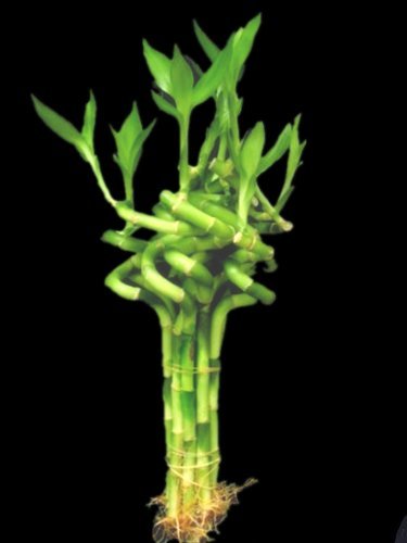 Betterdecor- 1 Bundle (10 Stalks ) of 6 Inches Spiral Lucky Bamboo for Gift and Fengshui