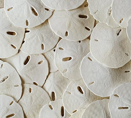 Tumbler Home Certified Sand Dollars 1 1/2" to 2" Set of 30 - Wedding Seashell Craft - Hand Picked and Professionally Packed
