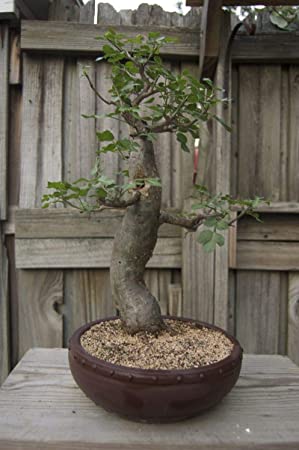 Baobab Bonsai Tree Seeds - 5 Seeds to Grow - Highly Prized Baobab Tree - Ships from Iowa. Exotic Indoor Bonsai Seeds to Grow