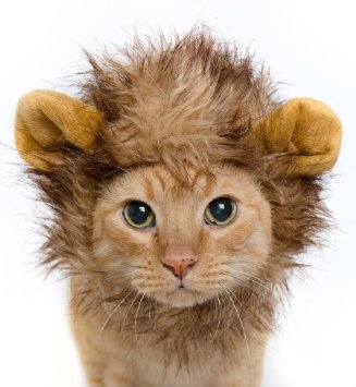Lion Mane Dog Cat Costume and Complimentary Feathered Catnip Toy - Dog and Cat Costumes by Pet Krewe