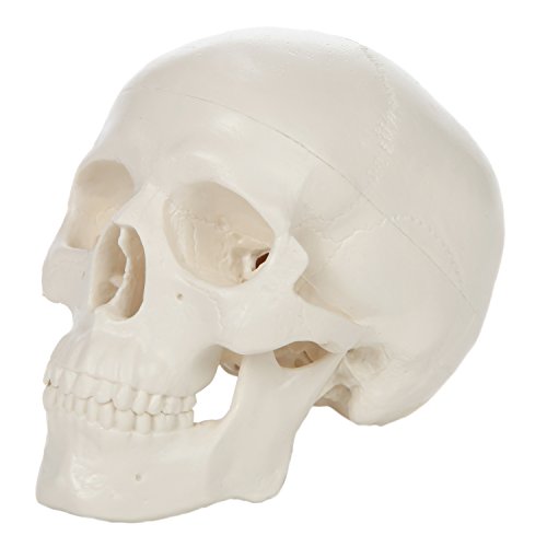Axis Scientific Miniature Skull