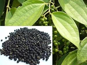 Live Plant Black Pepper Kali Mirch; Healthy Live Plant Actual Plant Height .5 to 1 ft (Hybrid, Pack of 1)