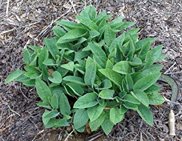 Russian Comfrey - 5 Live Root Cuttings - Bocking 4 - Comphrey - Knitbone (5)
