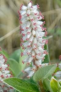 4 Arctic Willow Tree Cuttings to Plant - Grow Stunning "Nana" Willow Trees (4 Cuttings)