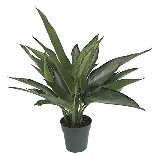 Silver Bay Chinese Evergreen Plant - Aglaonema - Low Light - 6" Pot