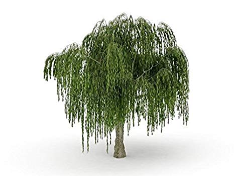 One Dwarf Weeping Willow Tree Plant - Ready to Plant - Burning Bush Weeping Willow - Unique and Small Indoor/Outdoor Tree Shrub Plant - Excellent Bonsai Tree