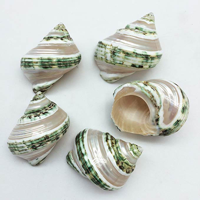 PEPPERLONELY 5PC Green Turbo with Two Pearl Bands, Hermit Crab Sea Shells, 2-1/2 Inch Up