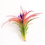Large Air Plants - Large Ionantha Victoriana Air Plants - Nice big 4 to 6 inch air plants - 30 Day Guarantee for Air Plant Shop orders over $45 - Free air plant care ebook with order