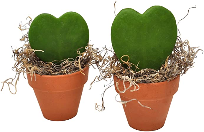 Hoya kerrii, Sweetheart Plant, Set of 2 Plants in Terra Cotta Pots, 2.5"