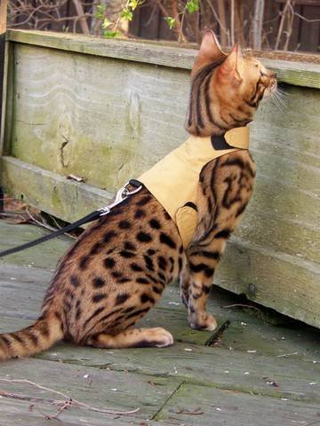 Mynwood Cat Jacket/Harness Caramel Adult Cat - Escape Proof