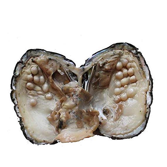 Cultured Freshwater Love Wish Pearl Oyster with Plenty of Pearls Inside (5-7mm) Sold By PC