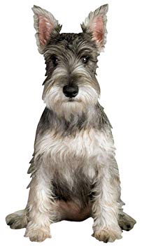 Paper House Productions 3.75" x 2" Die-Cut Miniature Schnauzer Dog Shaped Magnet for Refrigerators and Lockers