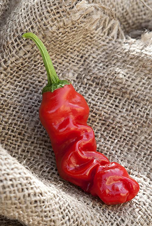 Peter Chili Willy Heirloom Pepper Premium Seed Packet   More