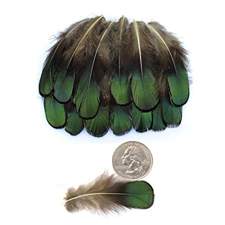 LolliBeads 20 Pcs Green Lady Amherst Bronze Iridescent Plumage Feathers Inches Long 1.5-3 Inches