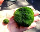 LUFFY Giant Marimo Moss Ball Approx 2 inch with One small marimo- live aquarium aquatic plant for fishshrimp tank discus betta decor ornament crystal red shrimp cheapest Diffuser Co2 Sea Fern Java Anubias Pet Wood Rock Sand Driftwood Monkey