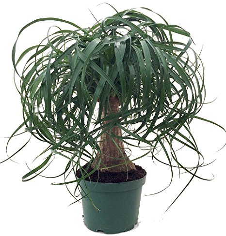 Guatemalan Red Ponytail Palm - Beaucarnea - 6" pot - Easy to Grow