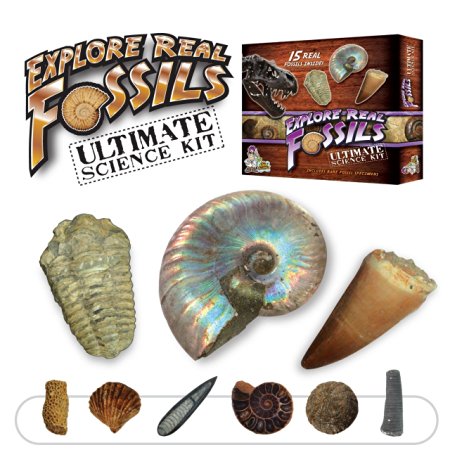 Ultimate Fossil Kit - Set of 15 Real Fossils - Includes Rare Specimens!
