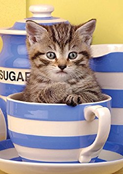 Royal Plush Raschel Throw Blanket Kitten in a Cup 50 in X 60 In