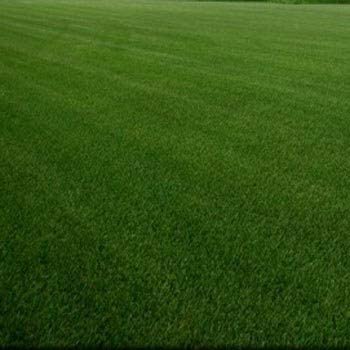 Outsidepride SPF-30 Heat & Drought Tolerant Hybrid Bluegrass Lawn Grass Seed - 10 LBS