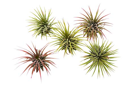5-Pack of Air Plants - Includes 5 Tillandsia Ionantha Air Plants - Easy Care - Great in Terrariums - Air Filtering - Vibrant Fun Unique Decor or Gift
