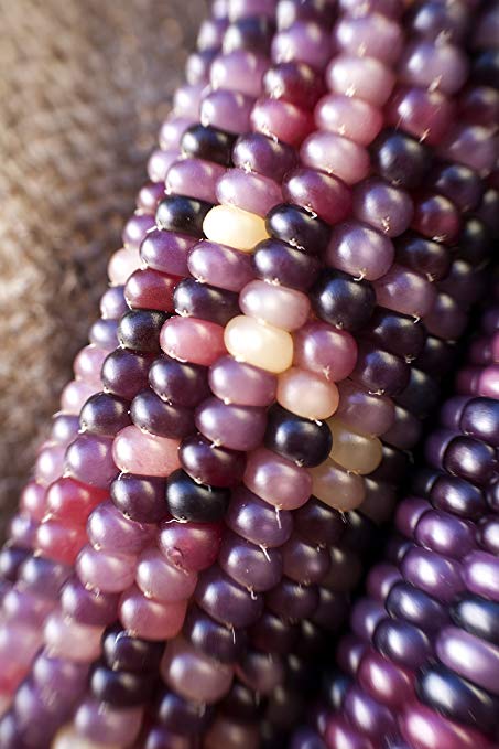 Amethyst Dream Purple Glass Gem Cherokee Indian Corn Heirloom Premium Seed Packet   More