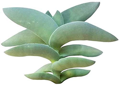 Crassula Falcata Propeller Plant 4''   Clay Pot |