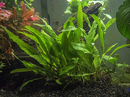 Java Fern - Huge 3 by 5 inch Mat with 30 to 50 Leaves - Live Aquarium Plant by Aquatic Arts