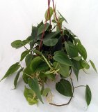 Heart Leaf Philodendron - Easiest House Plant to Grow - 6 Hanging Basket