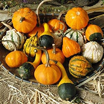 Small Gourd Mix Seeds to Grow | 50  Seeds | Grow Your Own Fall Decor