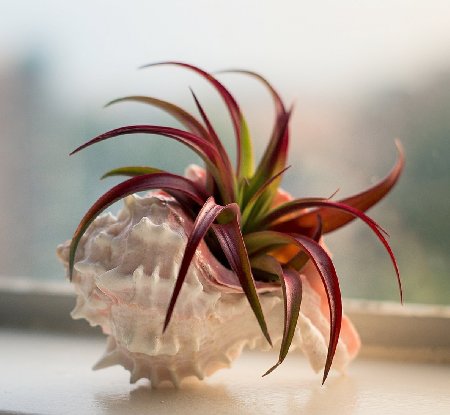 Hinterland Trading Large Murex Seashell with Abdita Air Plant Tillandsia Terrarium