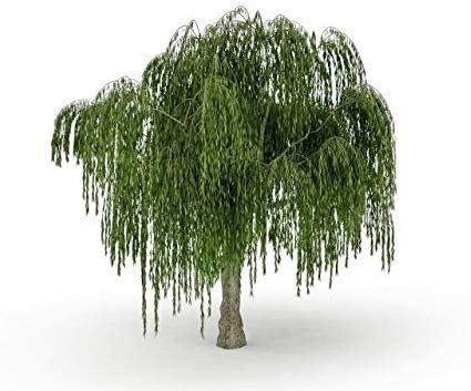 Dwarf Weeping Willow Tree Cutting - Burning Bush Weeping Willow - Unique and Small Indoor/Outdoor Tree Shrub Plant - Excellent Bonsai Tree - Ships Bare Root, No Pot or Soil