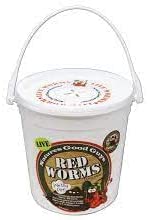 NaturesGoodGuys - Live Red Worms - Red Wigglers (Live Red Worms - 300 Count)