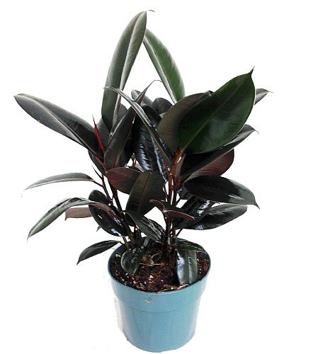 Burgundy Rubber Tree Plant - Ficus - An Old Favorite - 6" Pot
