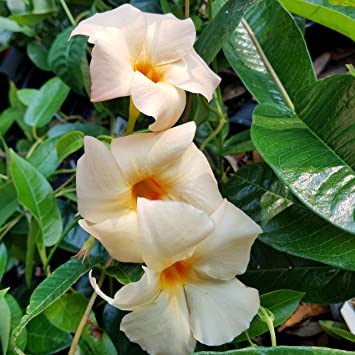 Sandys Nursery Online Mandevilla, Apricot Color Flower, Lot of 2 Starter Plants